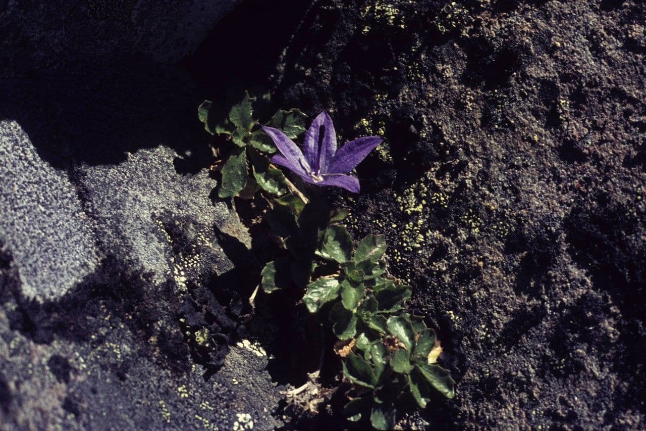 Campanula di Piper 4