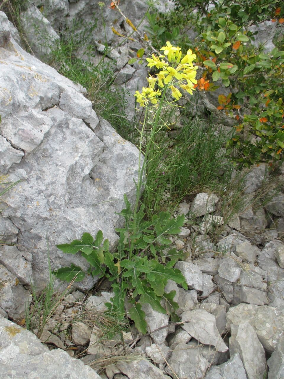 Bergkohl 11
