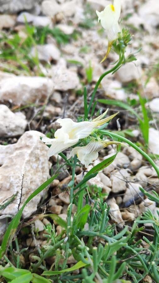 Linaria