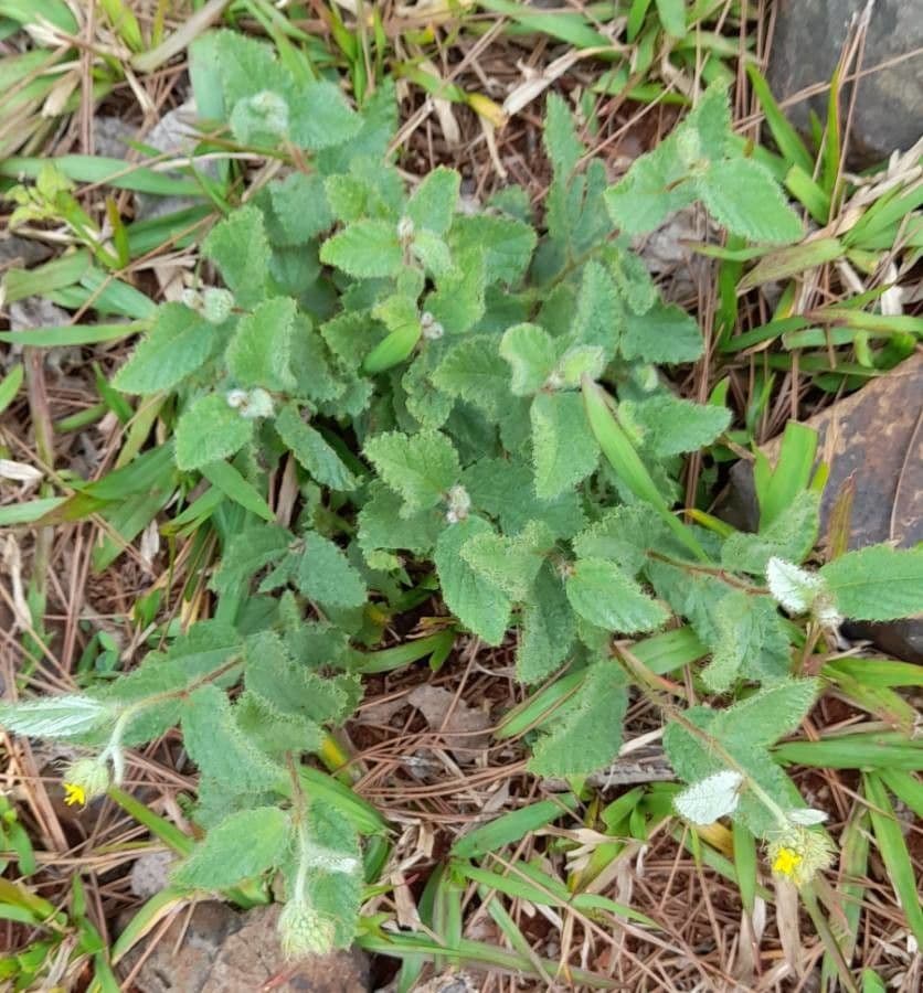 Waltheria communis 4
