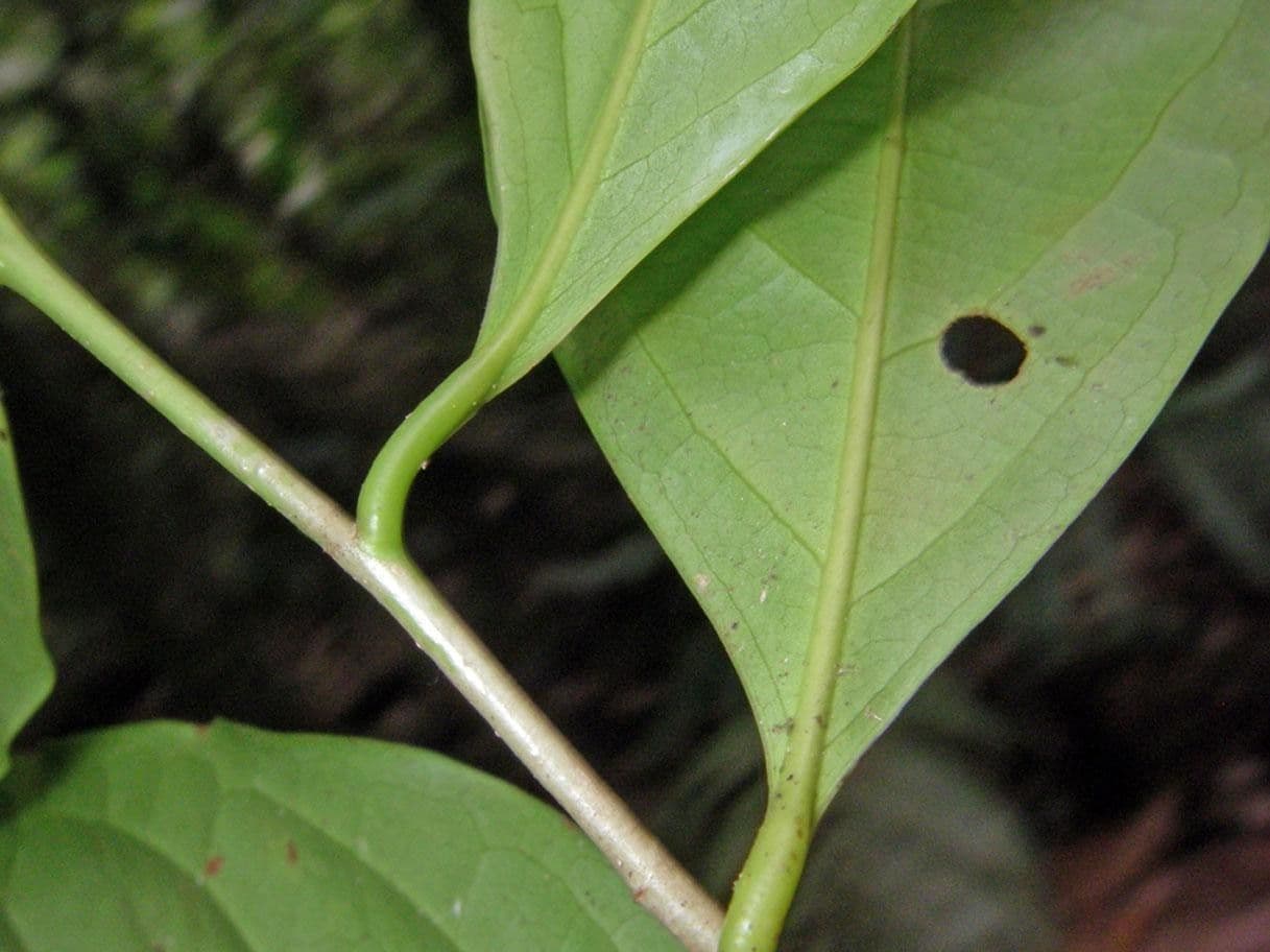 Ocotea cernua 12