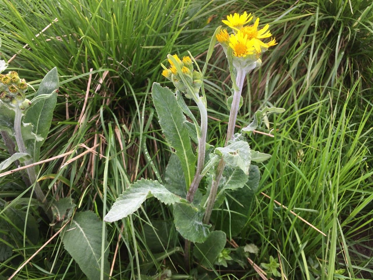 Tephroseris helenitis 9