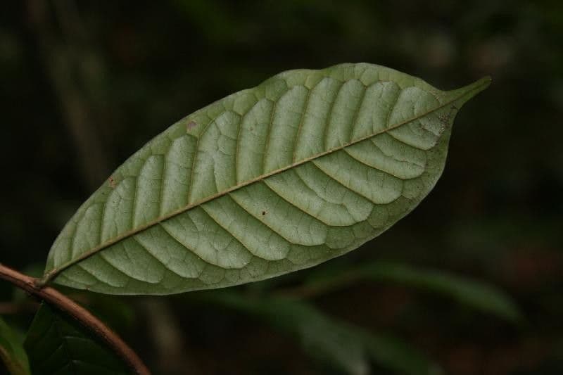 Vochysia 5