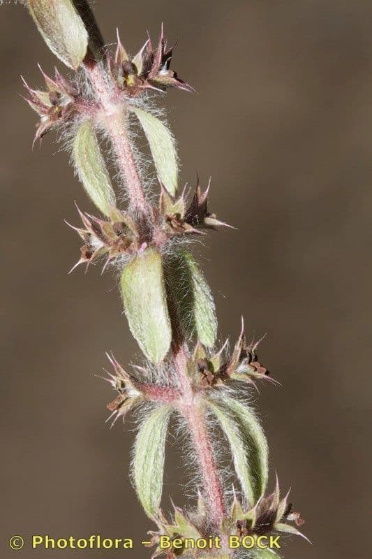 Berg-Gottesgnadenkraut 2