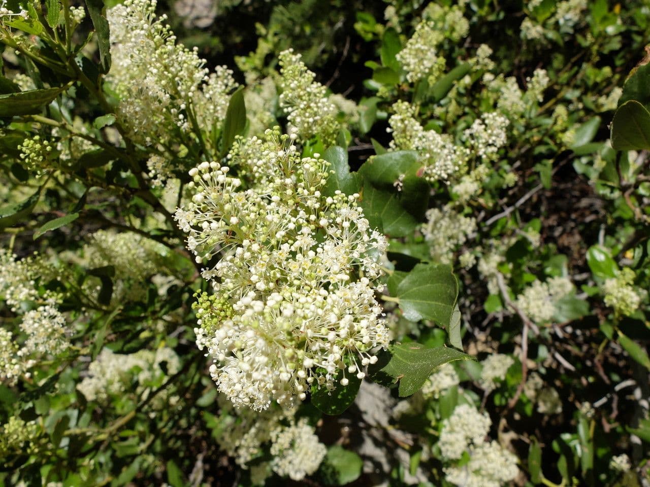 Ceanothus sametový 3