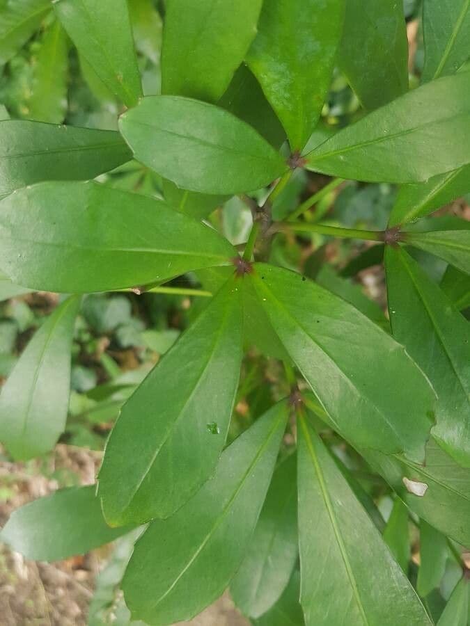 Pseudopanax