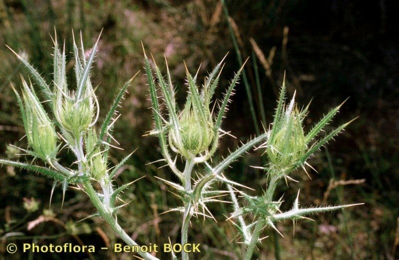 Cardo feroce 22