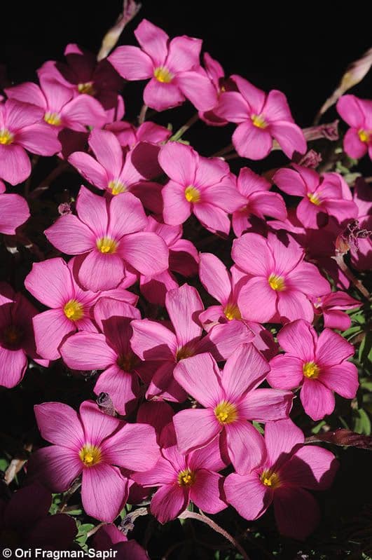 Oxalis hirta