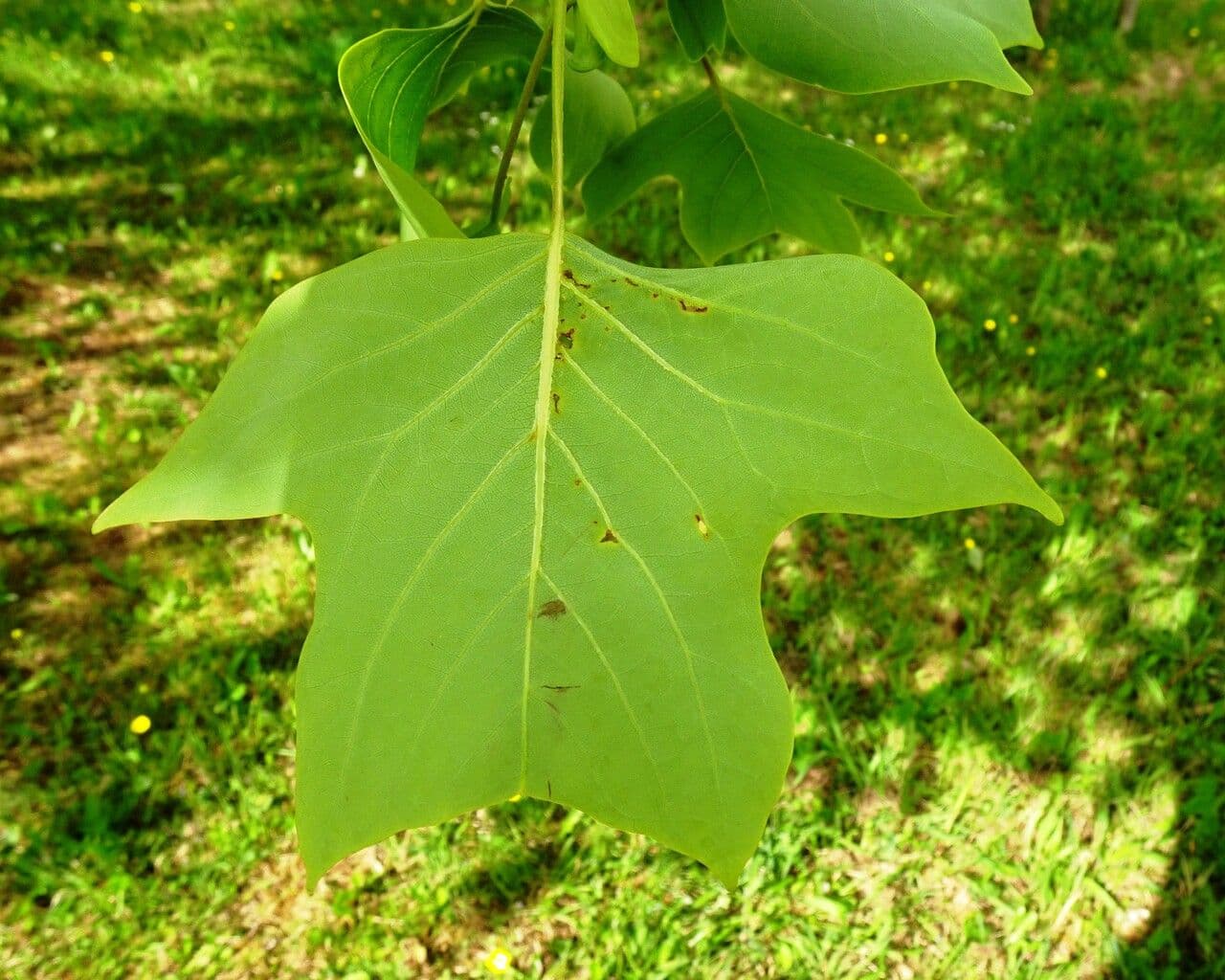 Tulipifero 16