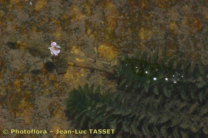 Elodea de Canadá 23