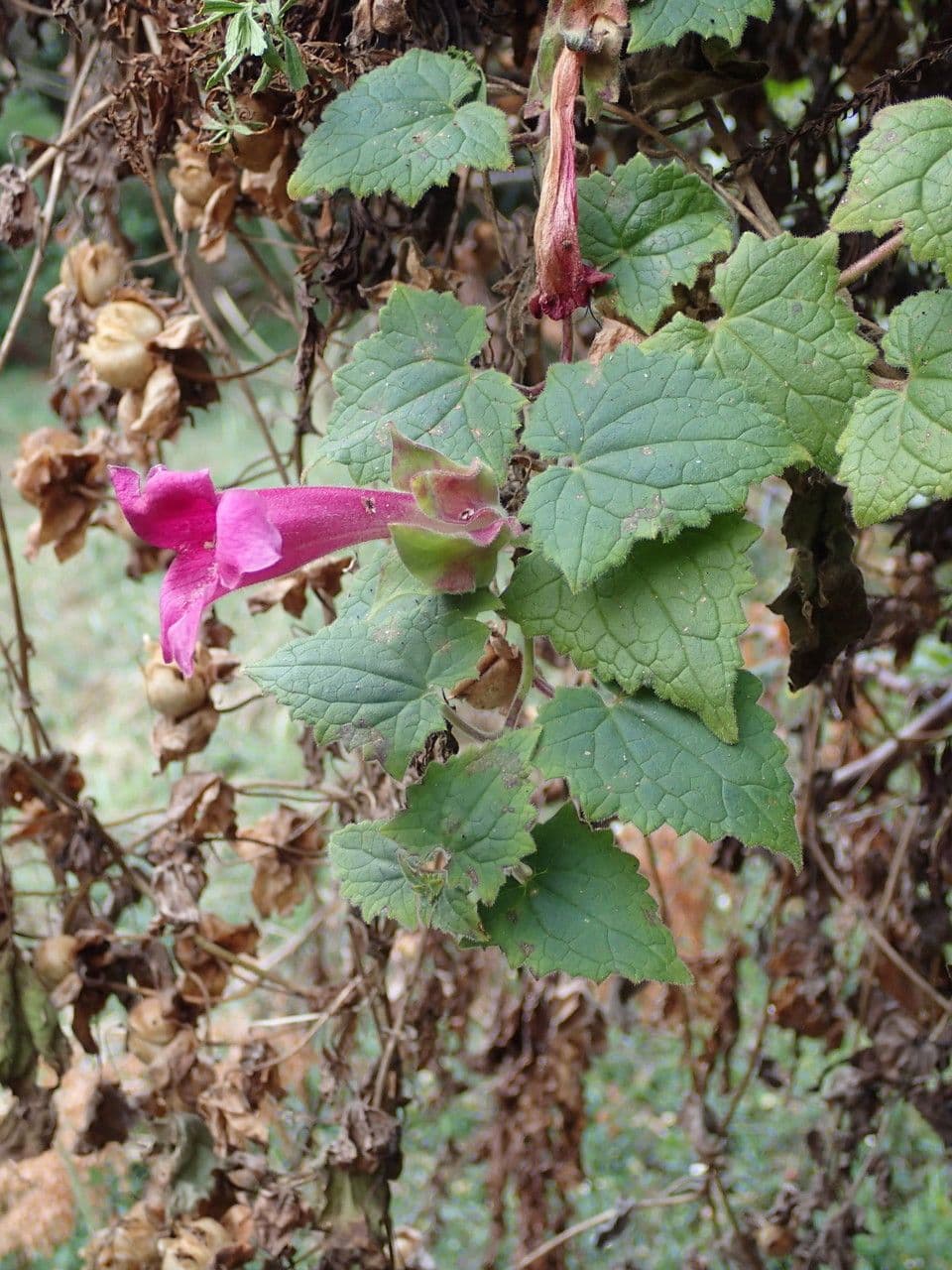 Lophospermum 14