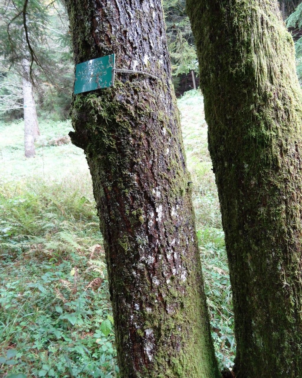 Tsuga diversifolia 14