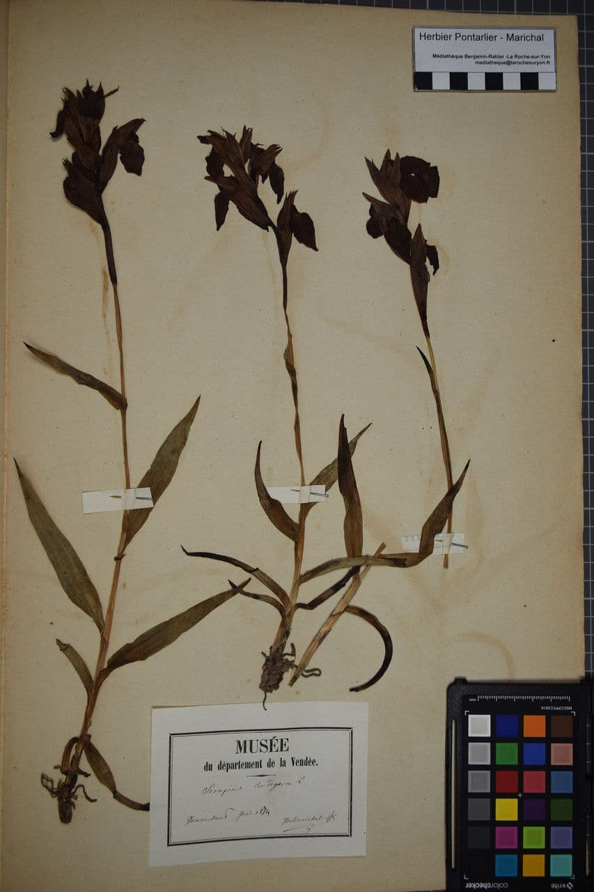 Serapias cordigero 22