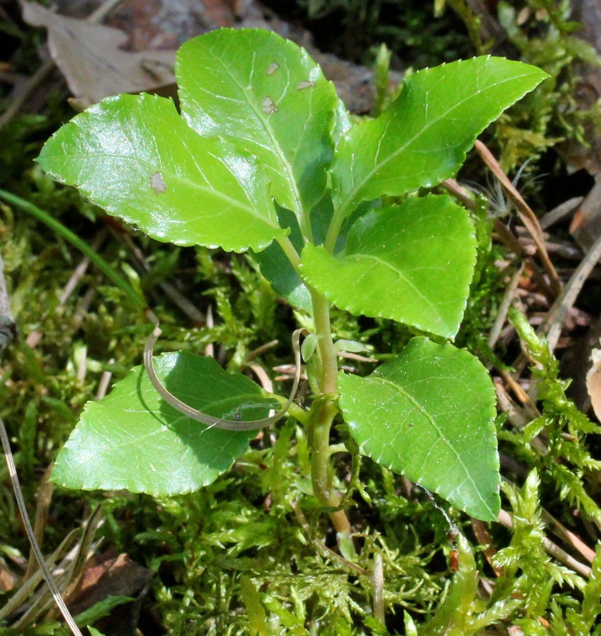 Serrated-wintergreen 12