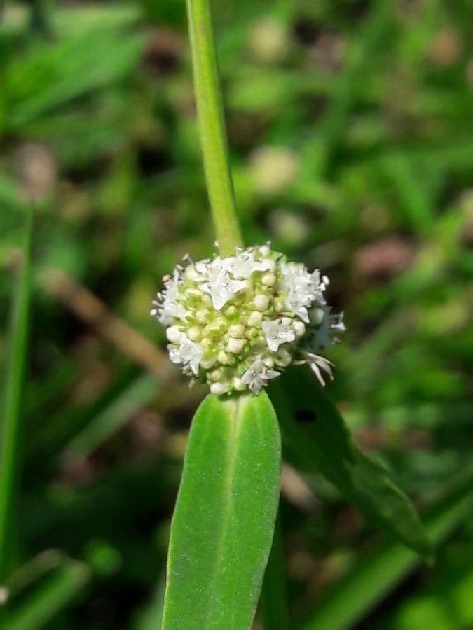 Spermacoce verticillata 3