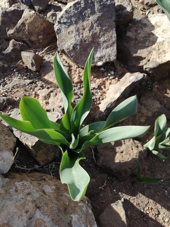 Scilla marittima 20