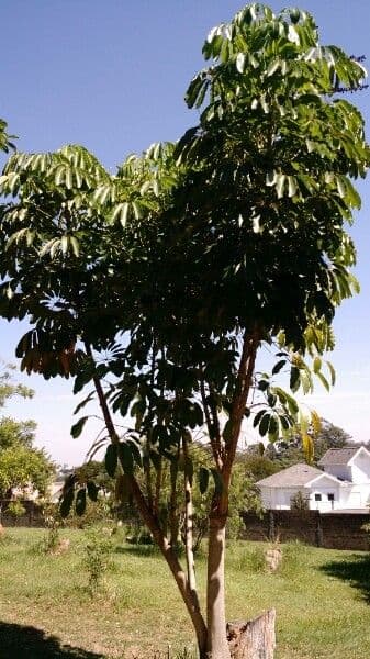 Schefflera 15