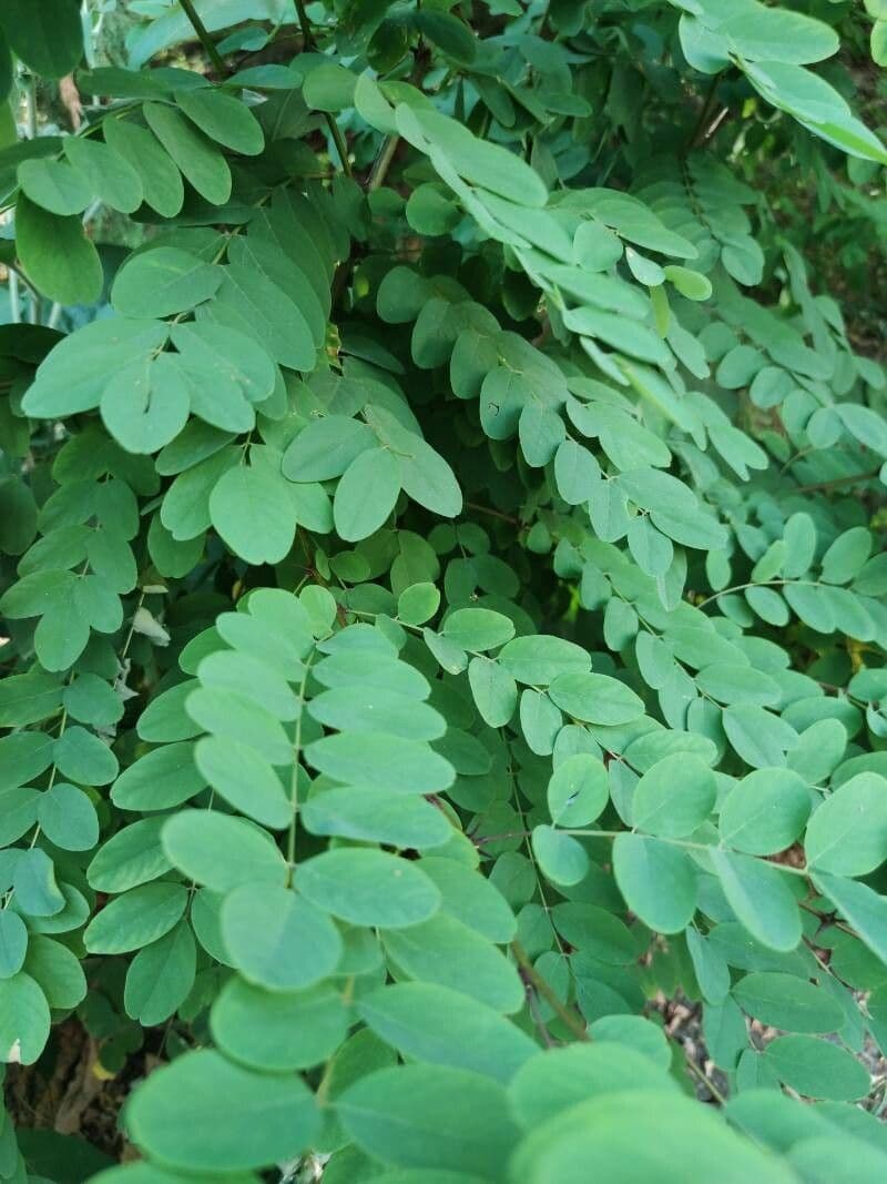 Robinia viscosa 16