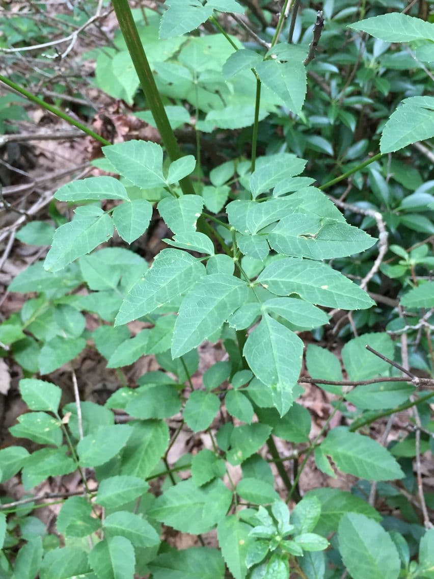 Ligusticum 5