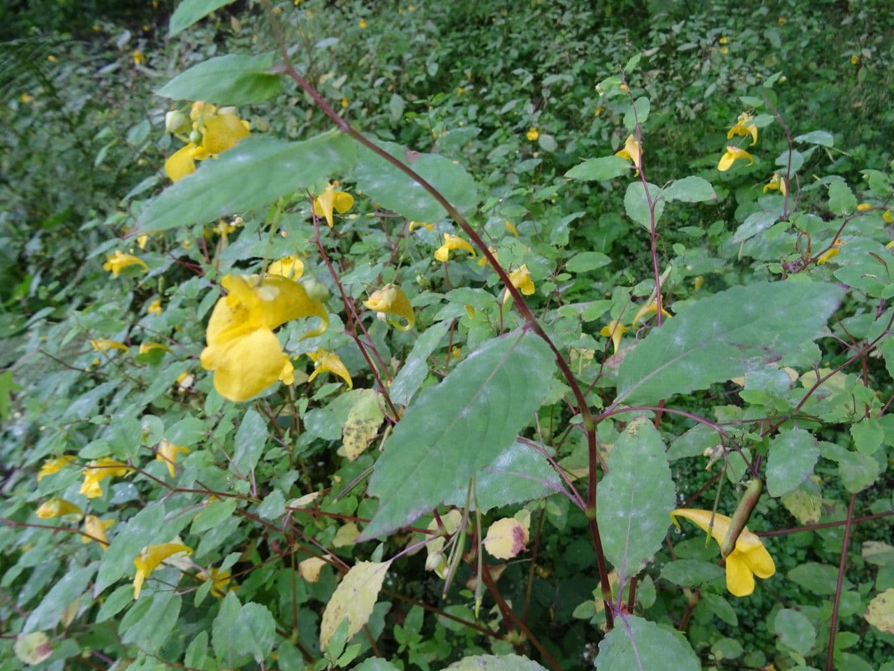 Erba impaziente 19