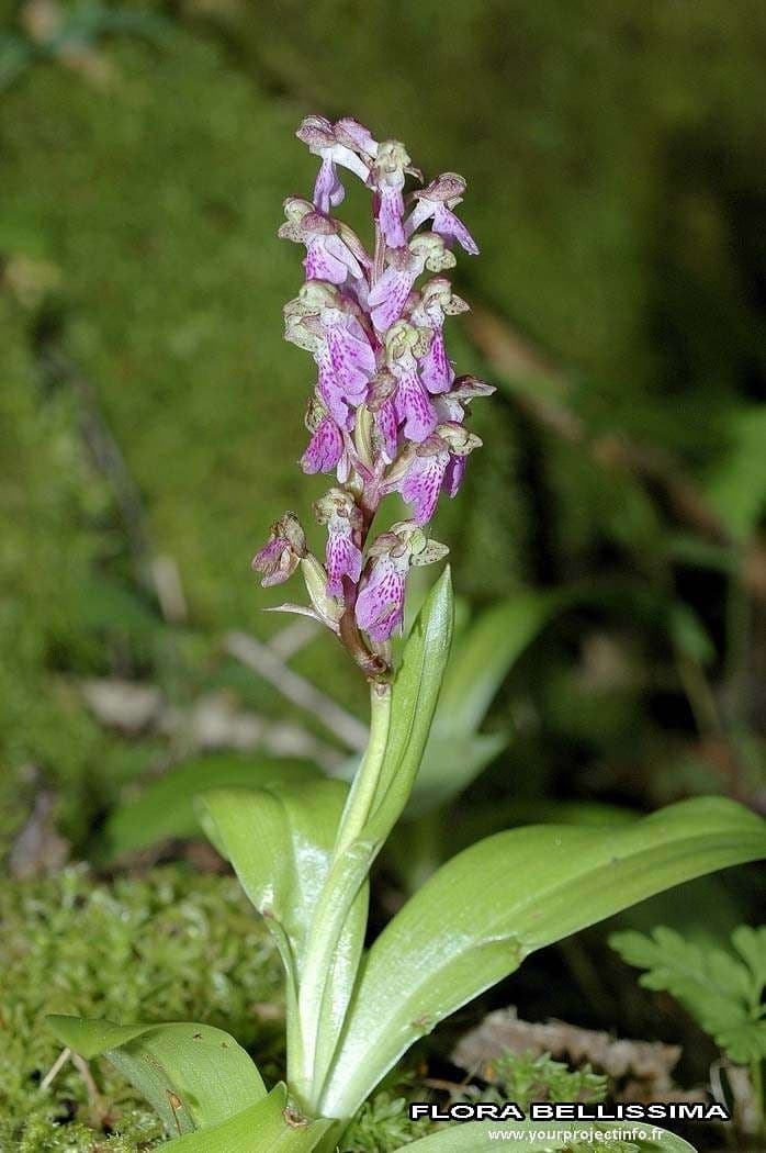 Storczyk Spitzela 9