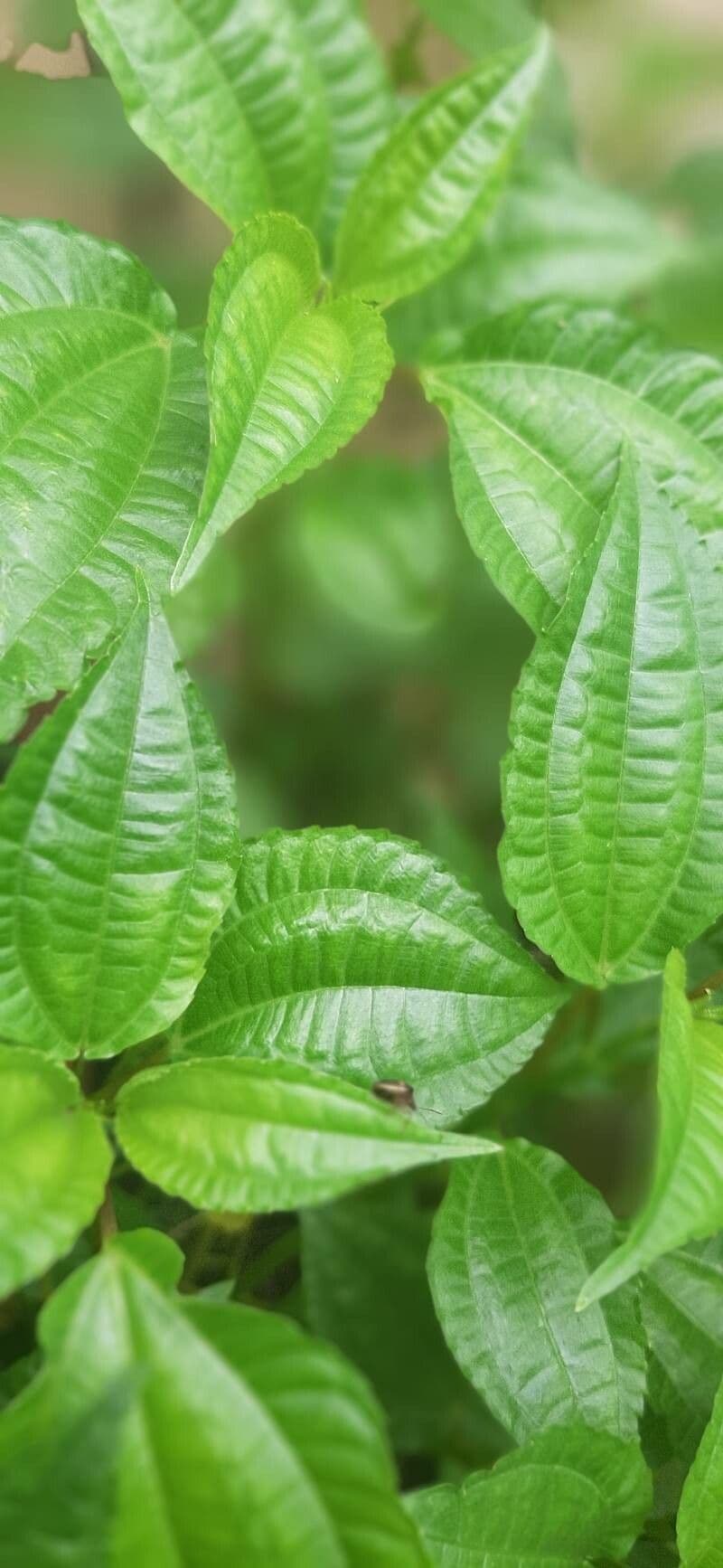 Pilea melastomoides