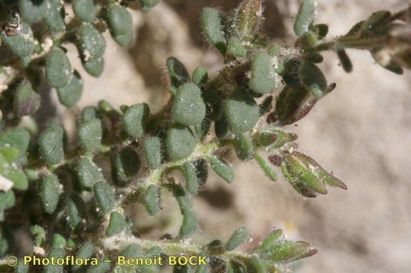 Chaenorhinum villosum