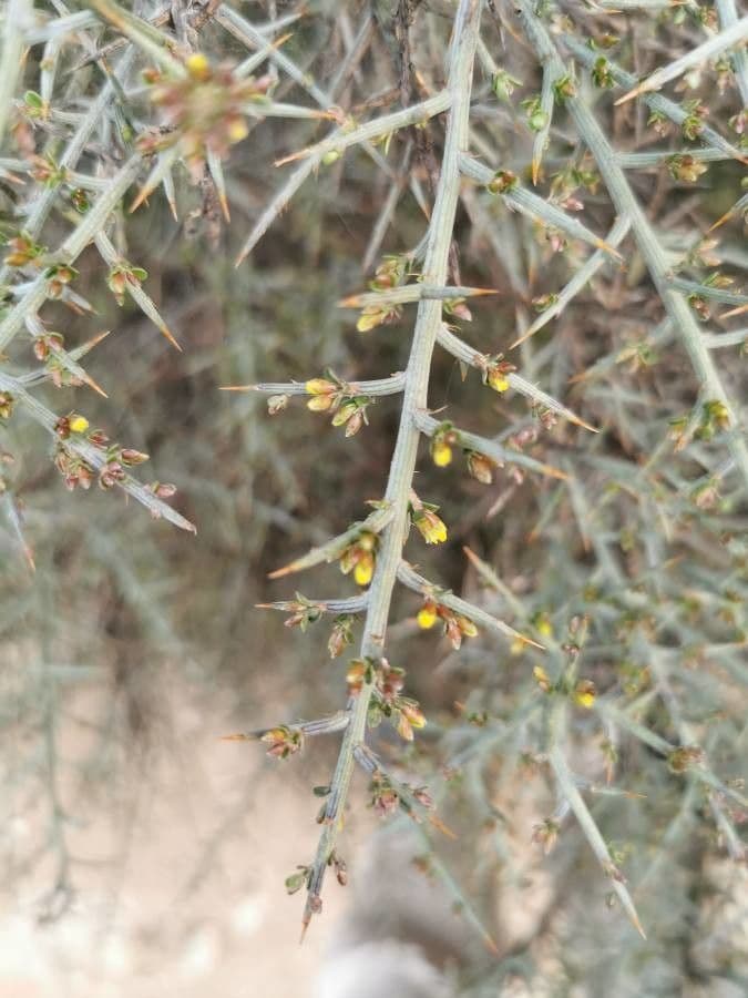 Ginestra spinosa 25