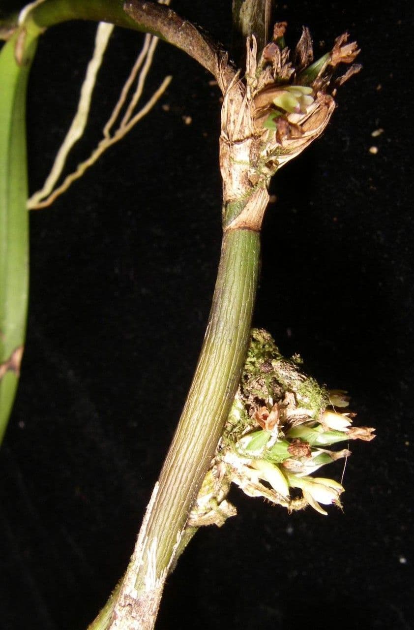 Scaphyglottis 10