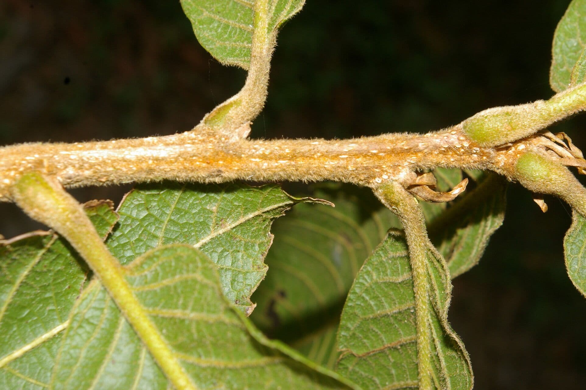 Quercia 4