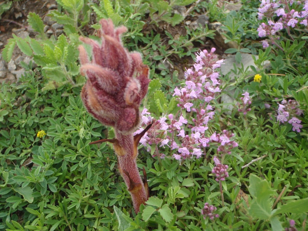 Orobanche alba 12