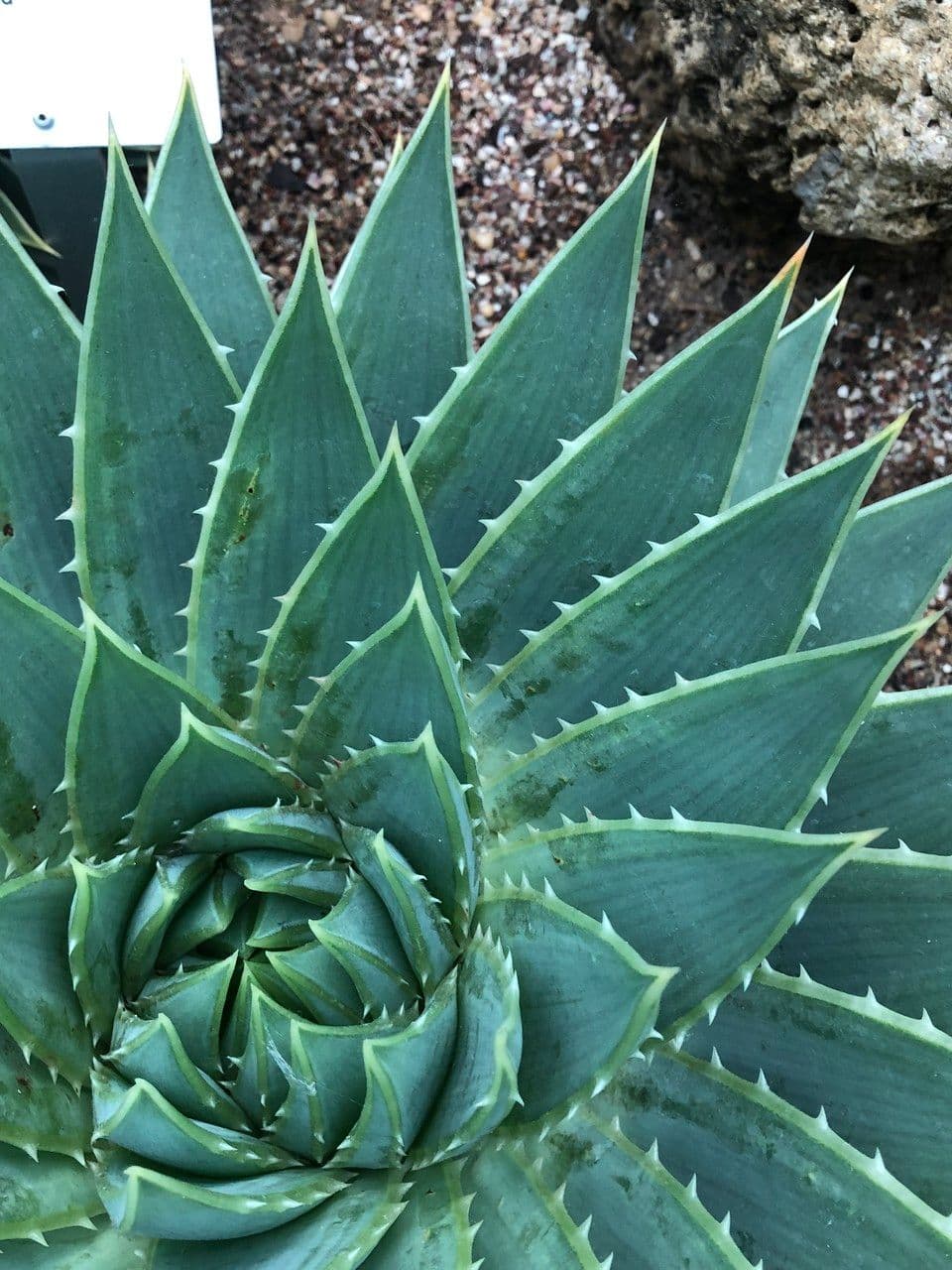 Aloe a spirale 4