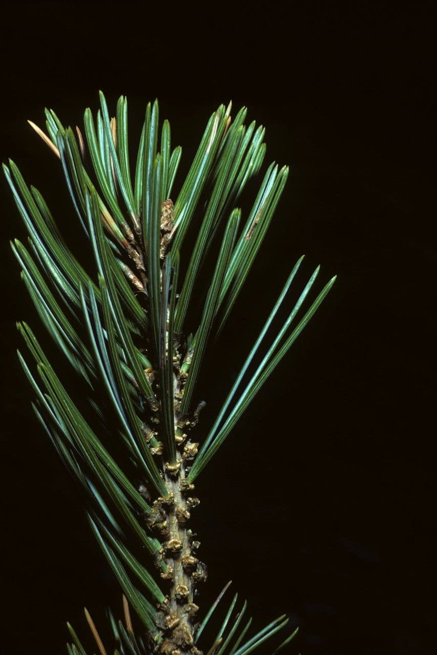 Pinyon pine 12