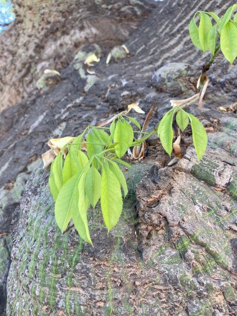Wollbaum 16