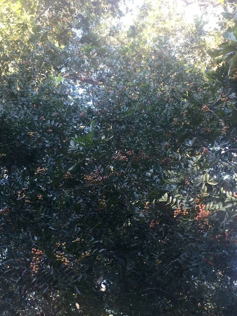 Zanthoxylum 7