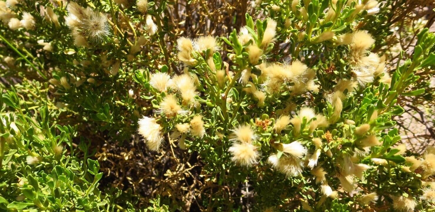 Bacharis 3