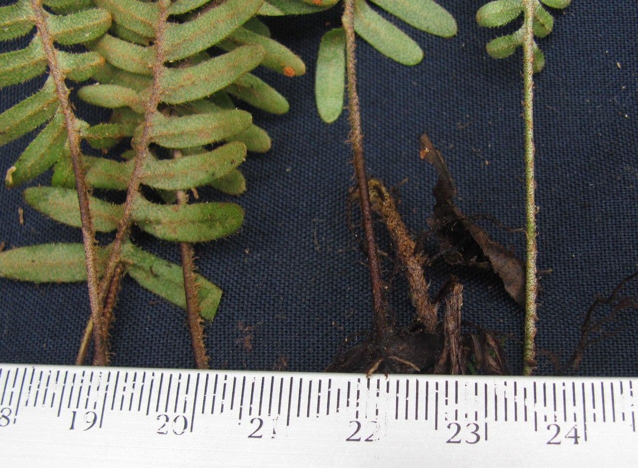 Flechtenfarn 13