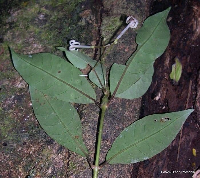 Psychotria 3
