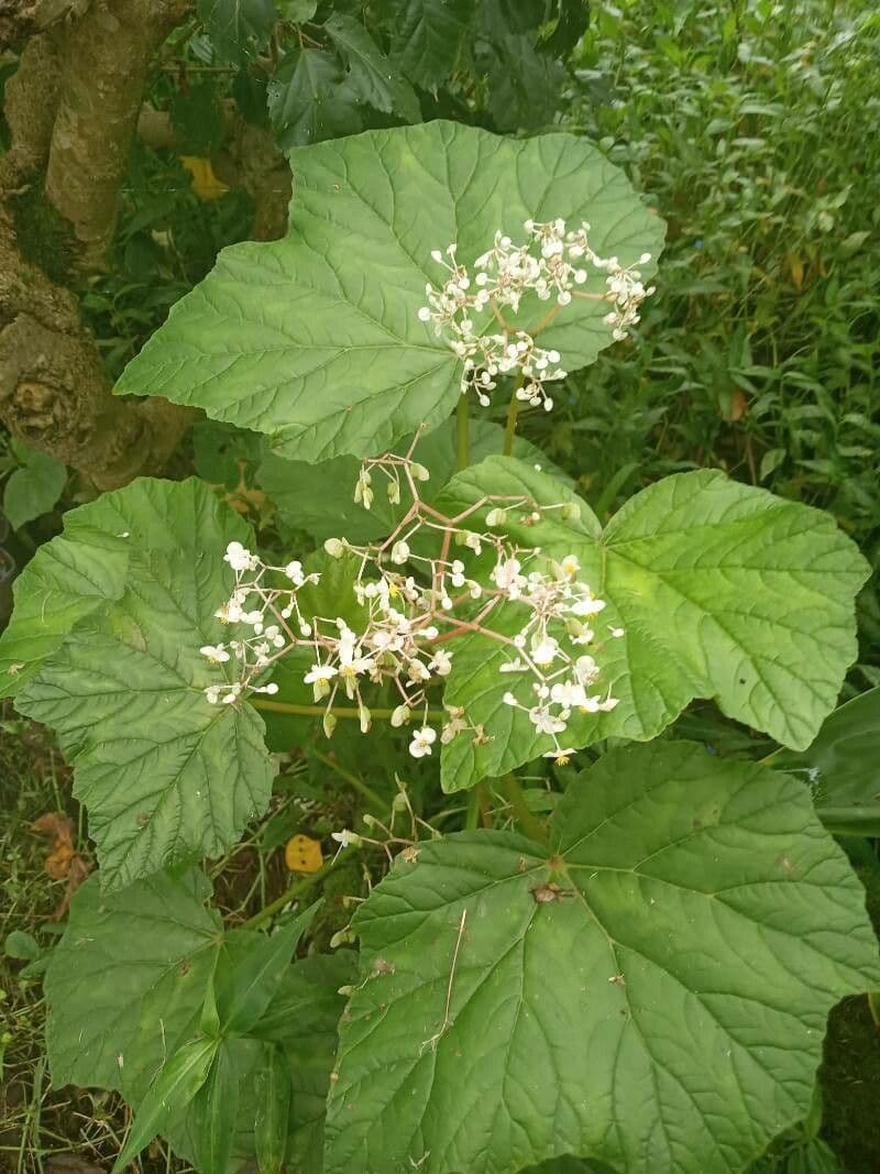 Begonia parviflora 2