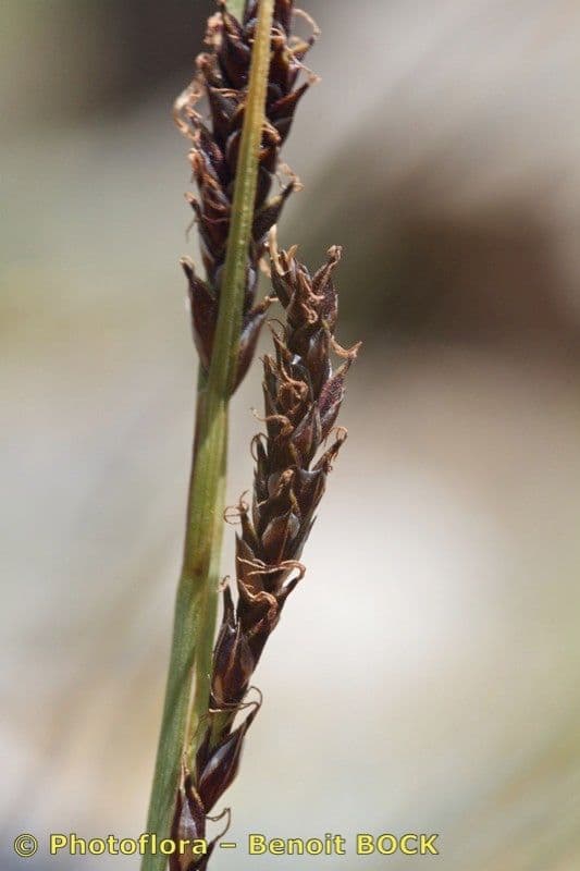 Fransensegge 3