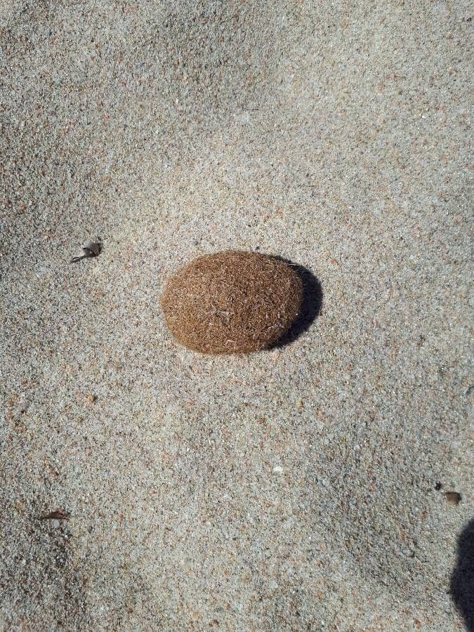 Posidonie mořská 3