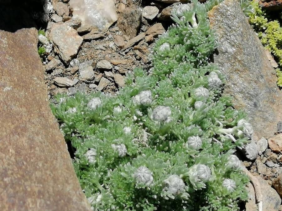 Armoise de Grenade