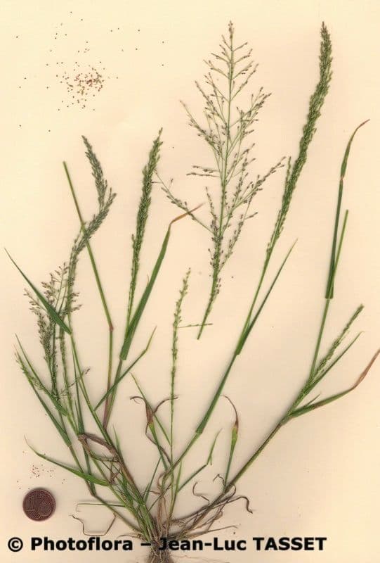 Eragrostis mexická 17