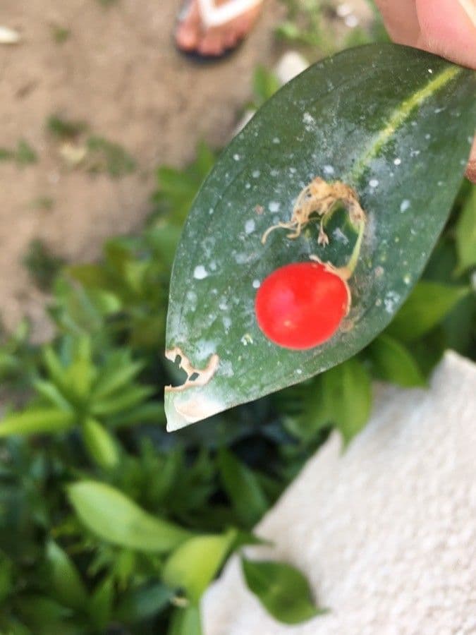 Ruscus hypoglossum 3