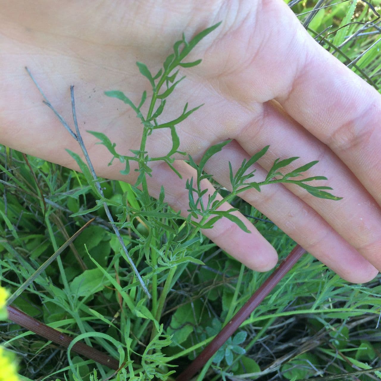 Lomatium 17