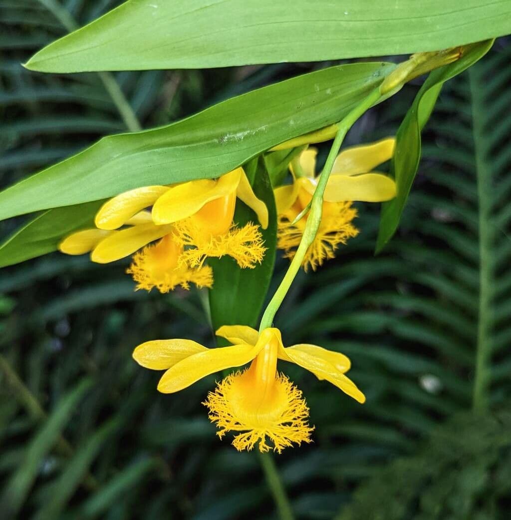 Dendrobium