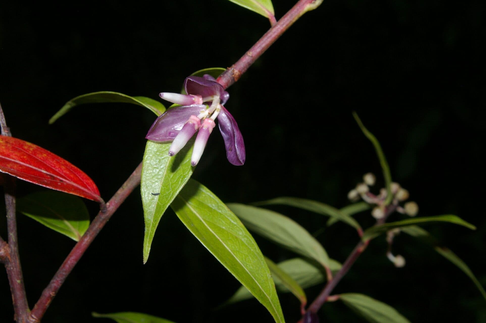 Cavendishia 4