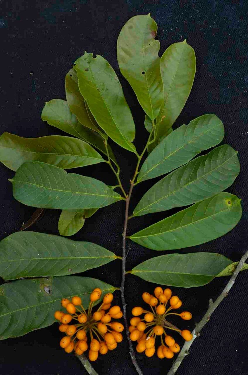 Unonopsis 4
