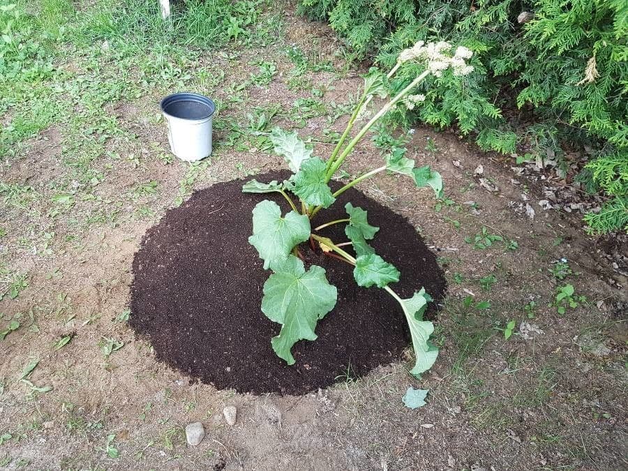 Rabarbaro da giardino 4