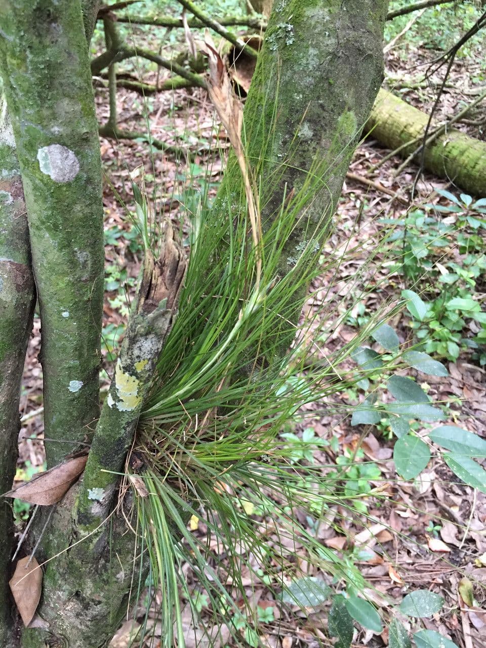 Tillandsia setacea